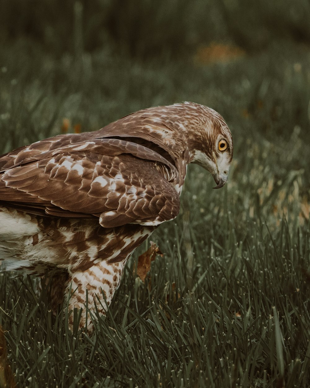 a bird standing in grass