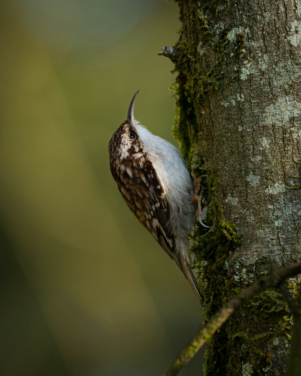 a bird perched on a tree