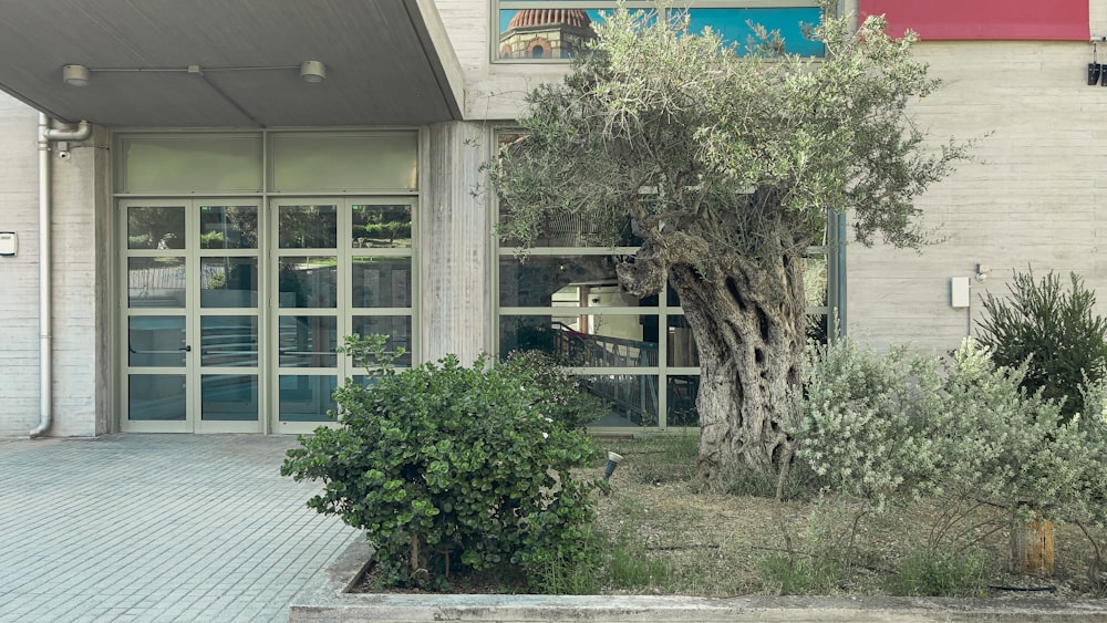 a tree in front of a building