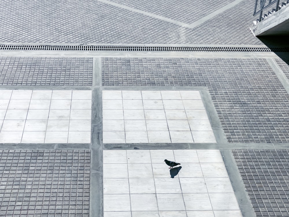 a bird on a tiled surface