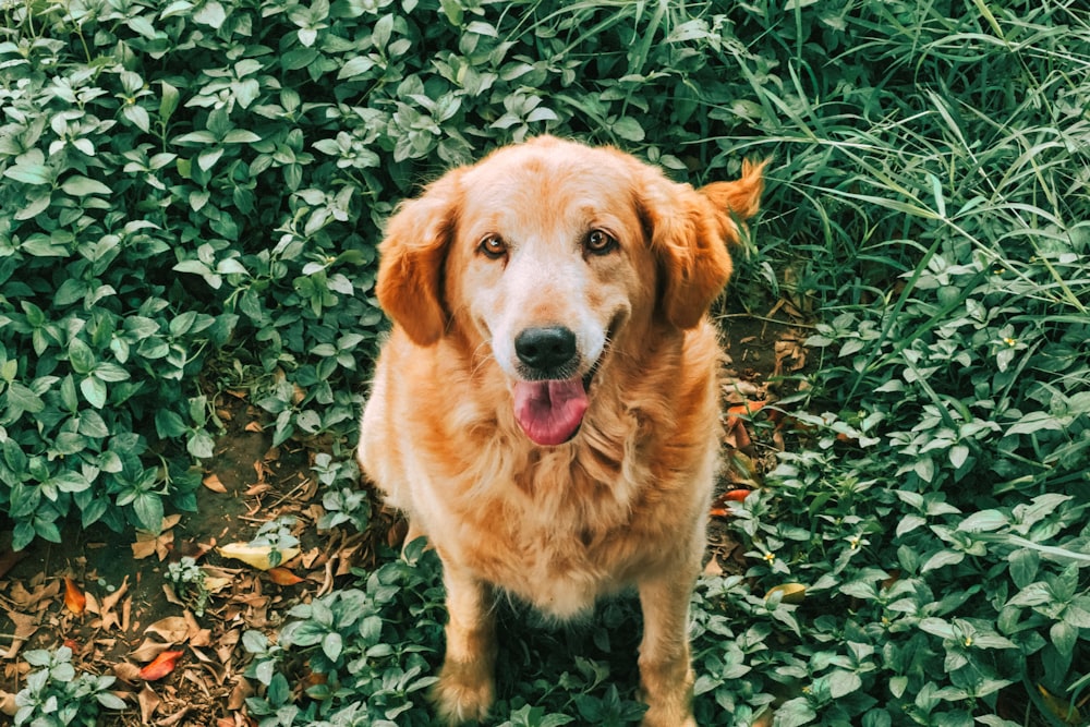 a dog standing in a bush