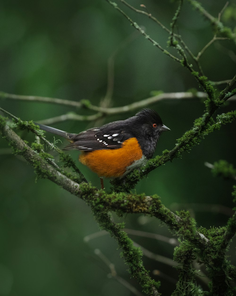 Un pájaro posado en una rama