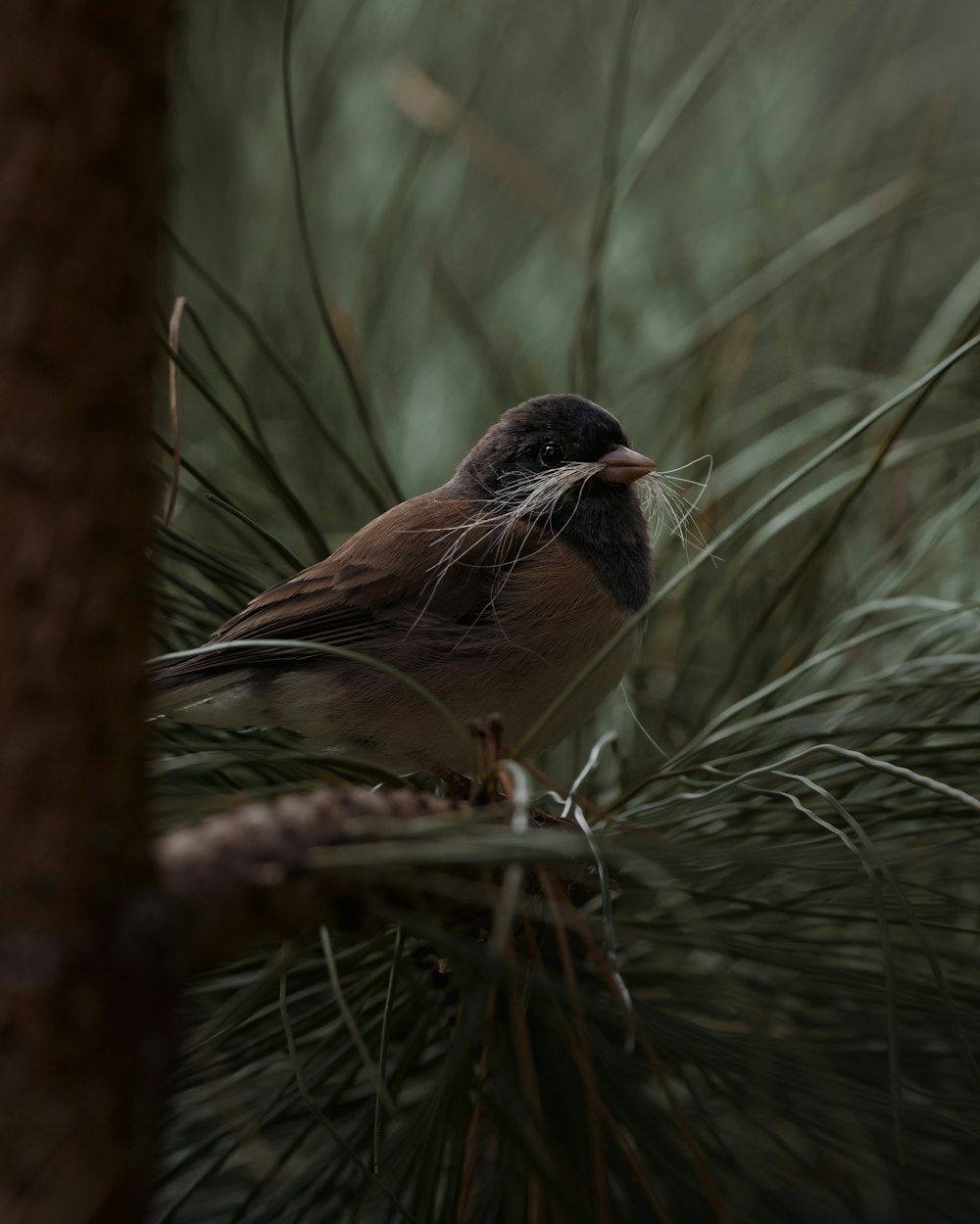 Ein Vogel sitzt auf einem Ast