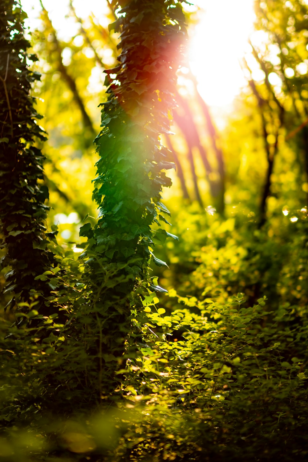 a green tree in a forest