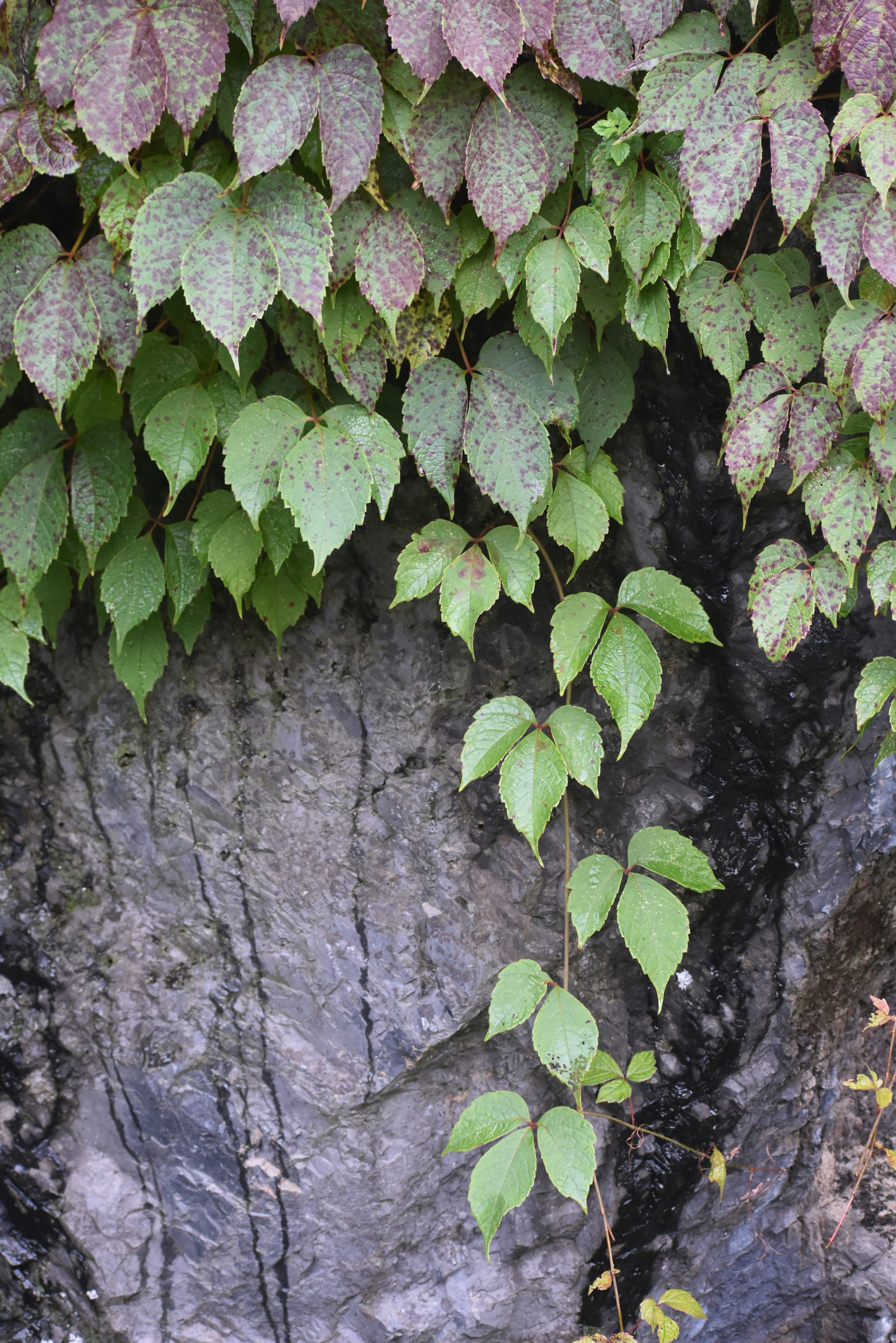 Photo by ahmadattari192