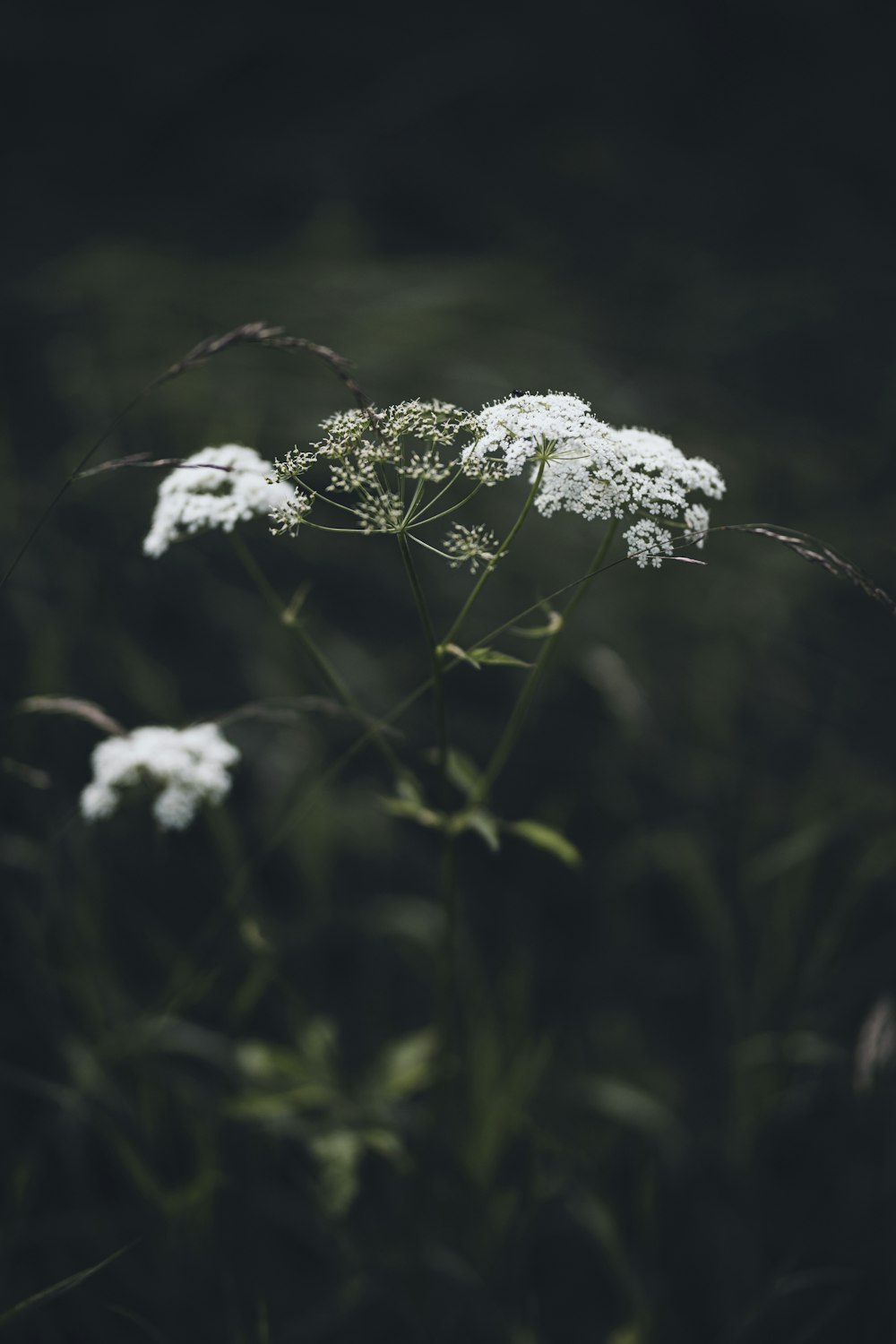 Gros plan d’une fleur