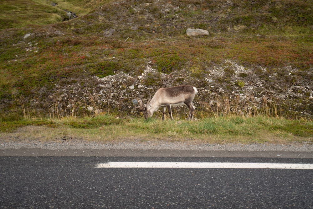 a deer eating grass by a road