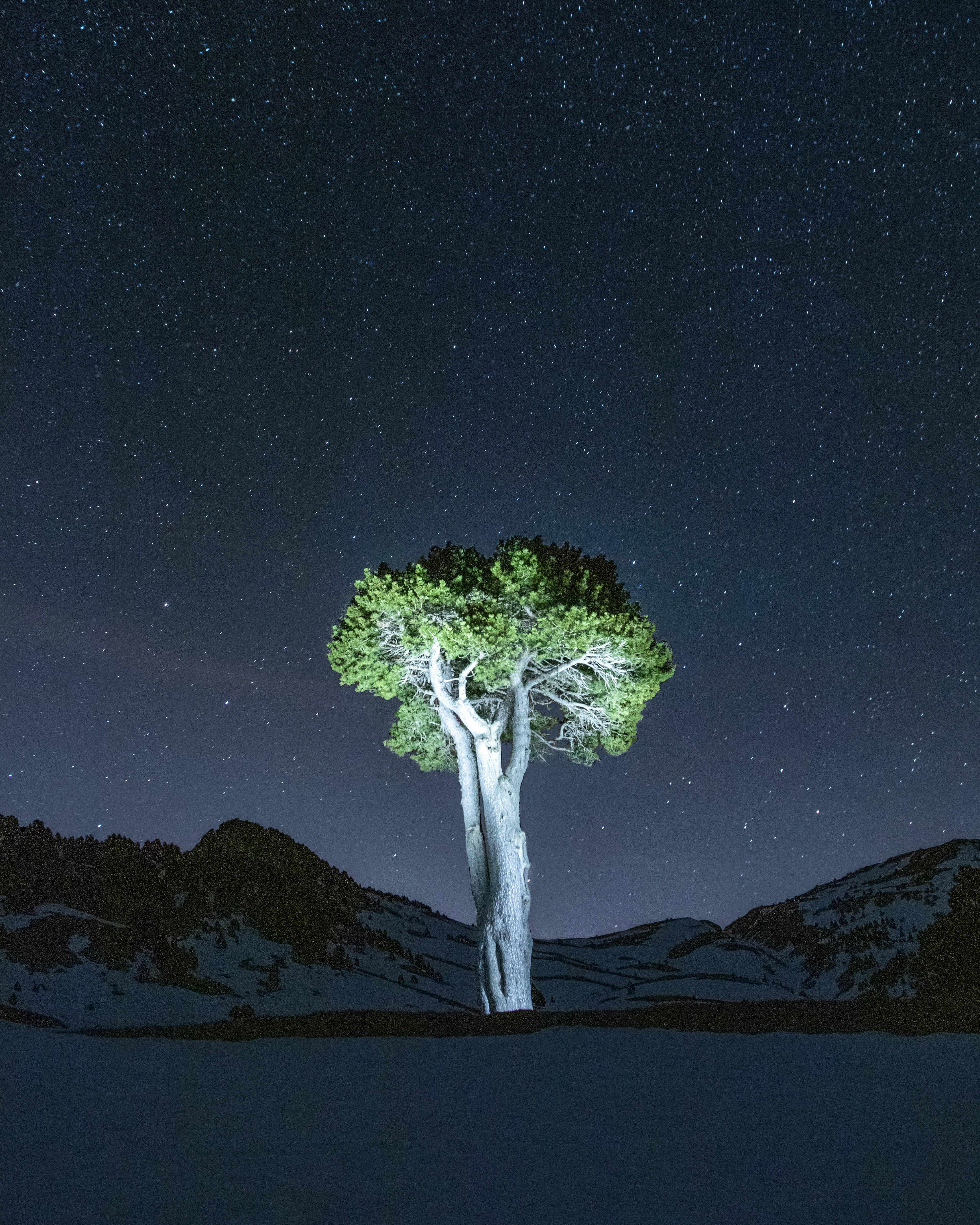In the middle of the night after walking for 3 hours in the snow, I finally reach my goal. This lonely but majestic tree is standing proudly in the plain.