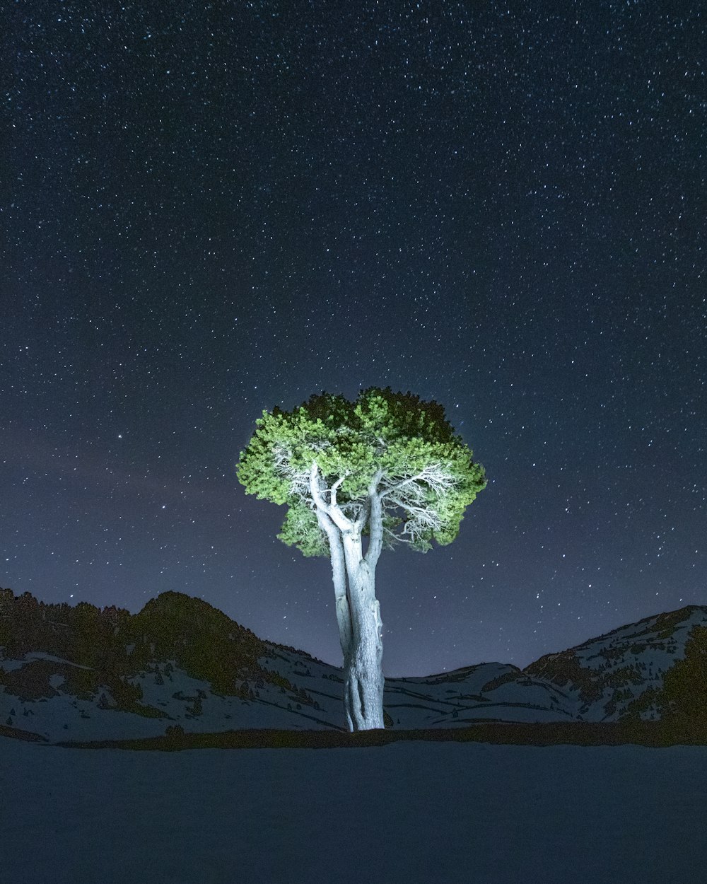 a tree in a snowy place