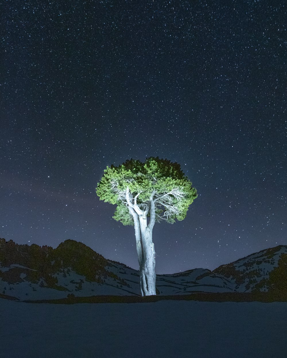 un árbol en un lugar nevado