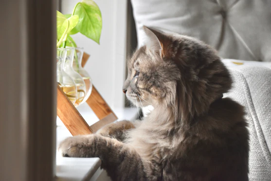 a cat sitting on a couch