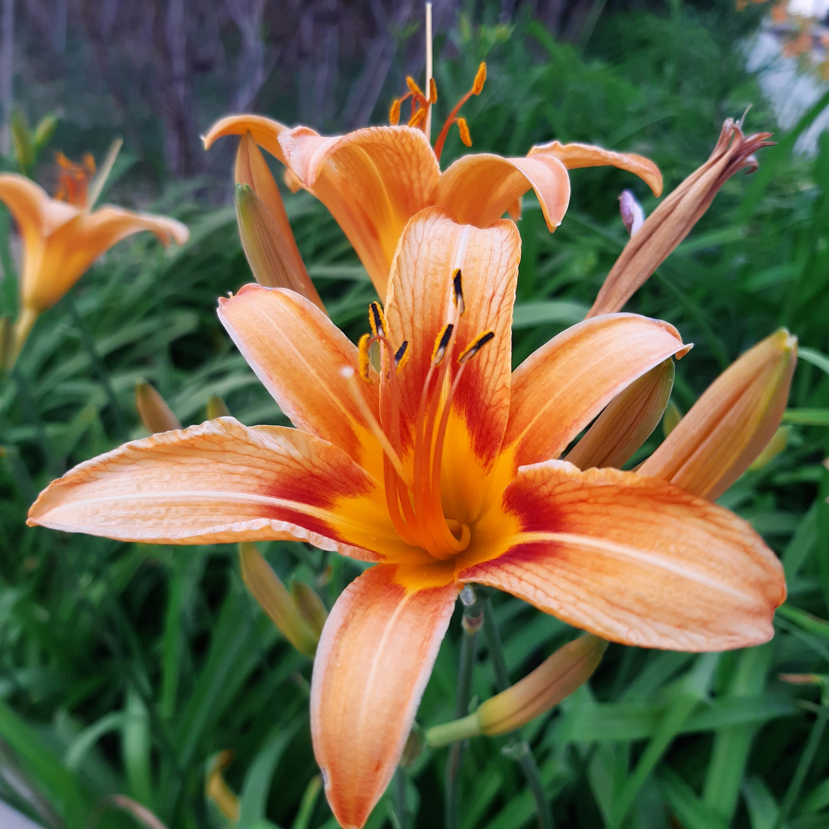 Photo by kimianemati