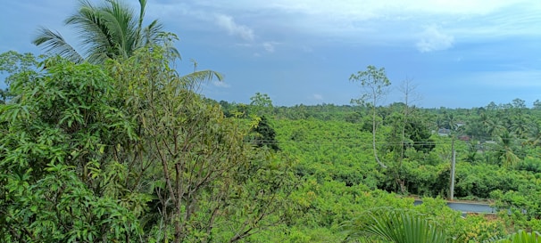 A lush green landscape featuring tropical plants and trees.