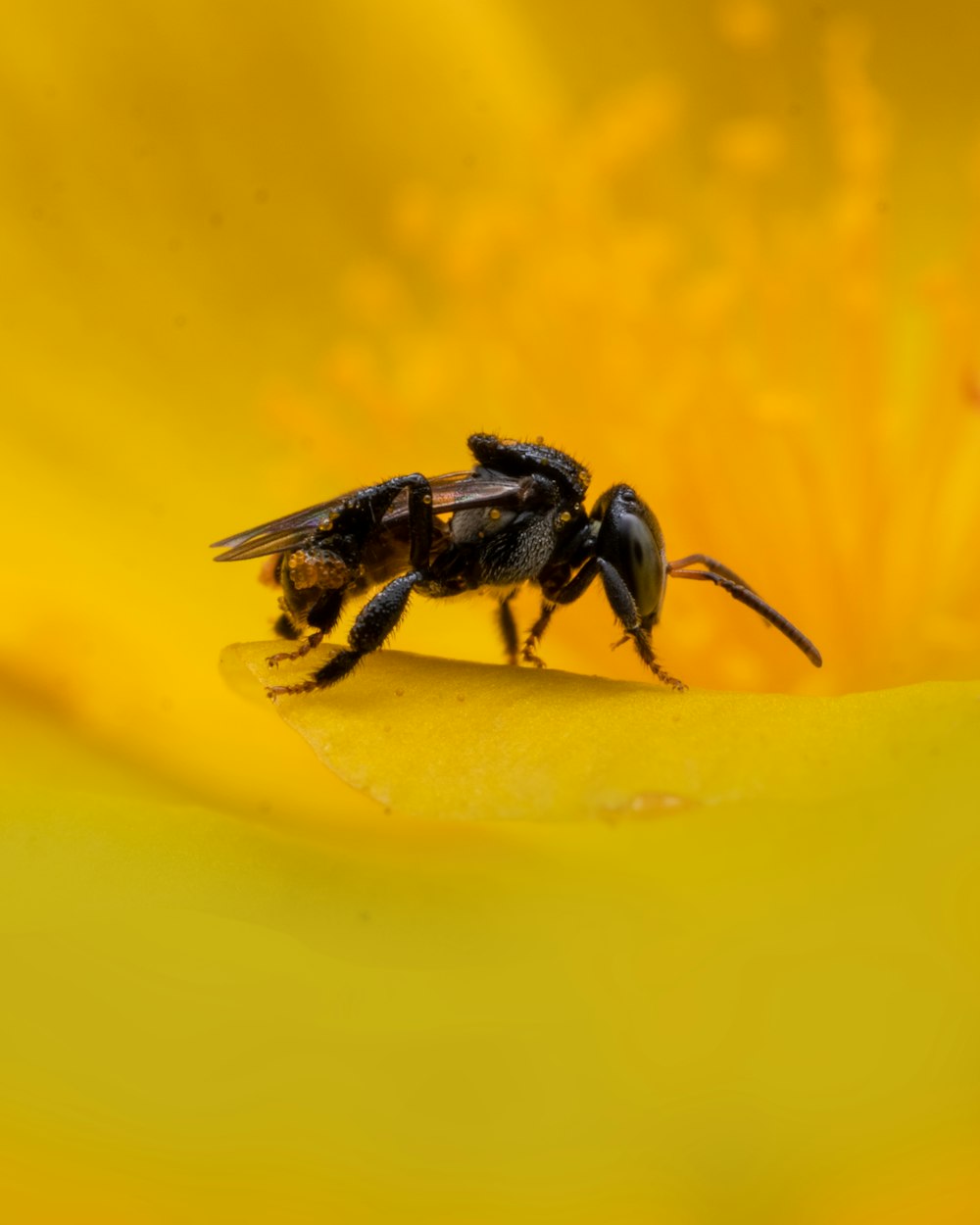 a bee on a yellow flower