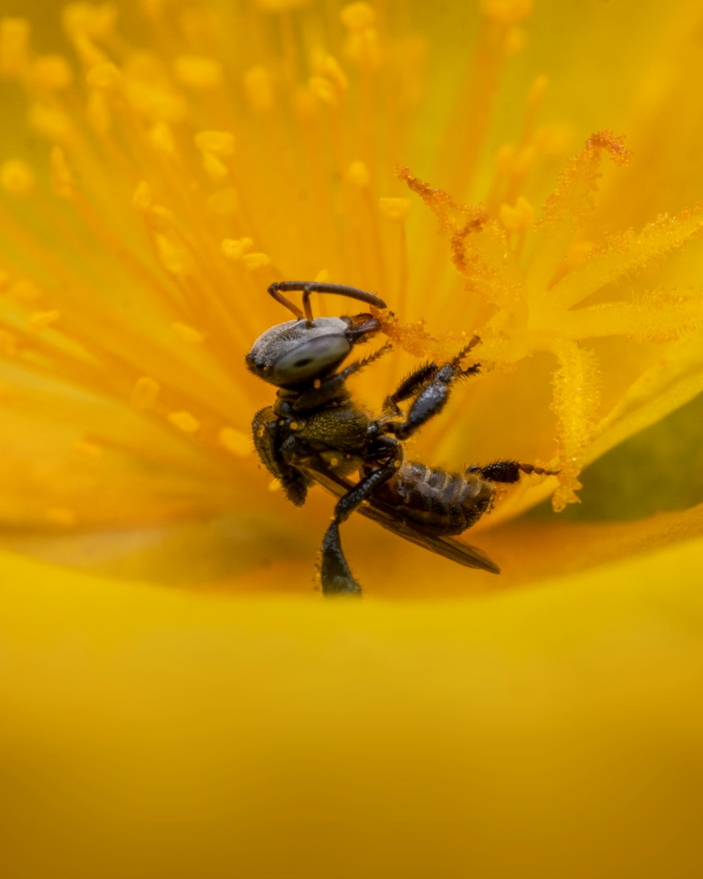 a bee on a flower