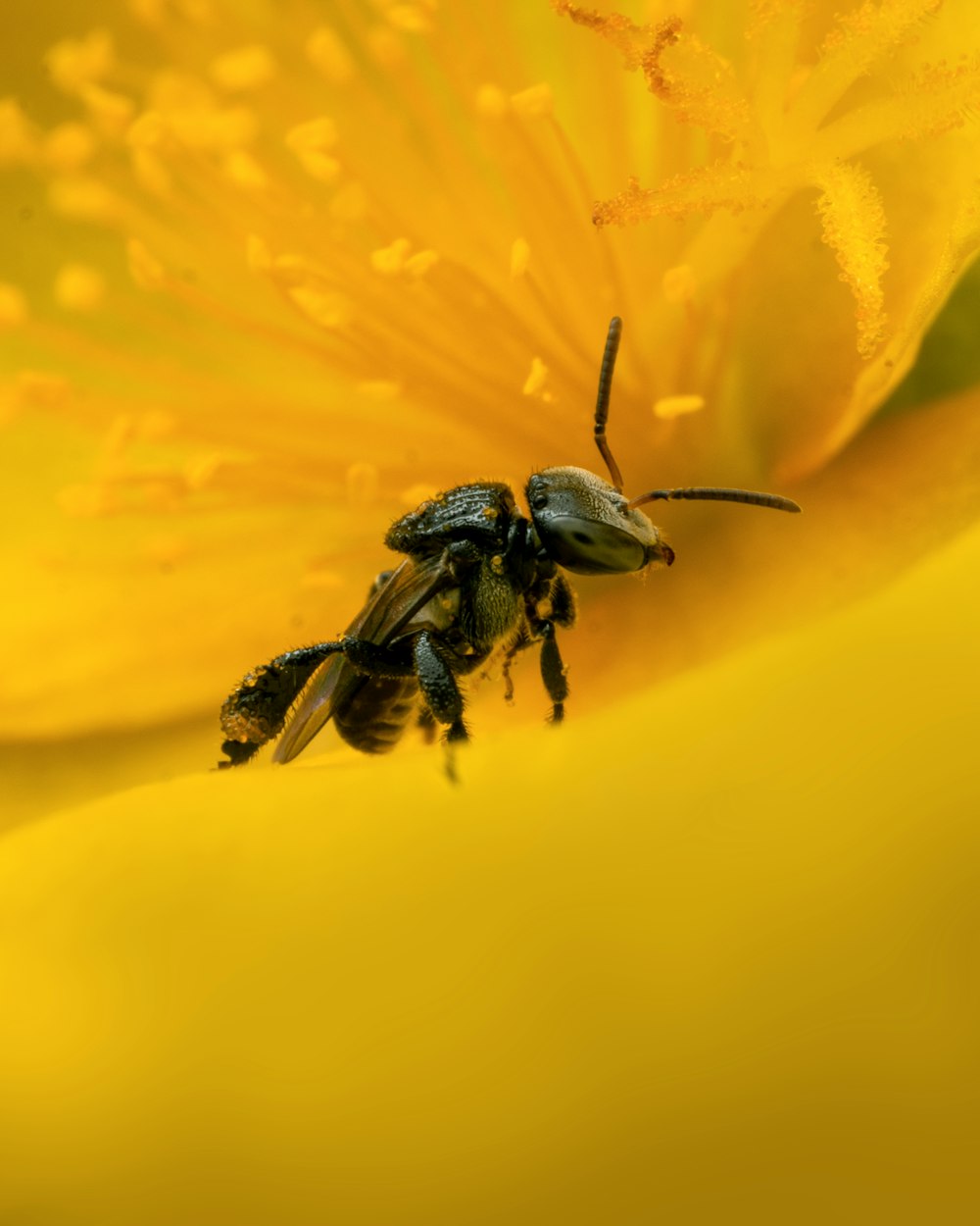 a close up of a bee