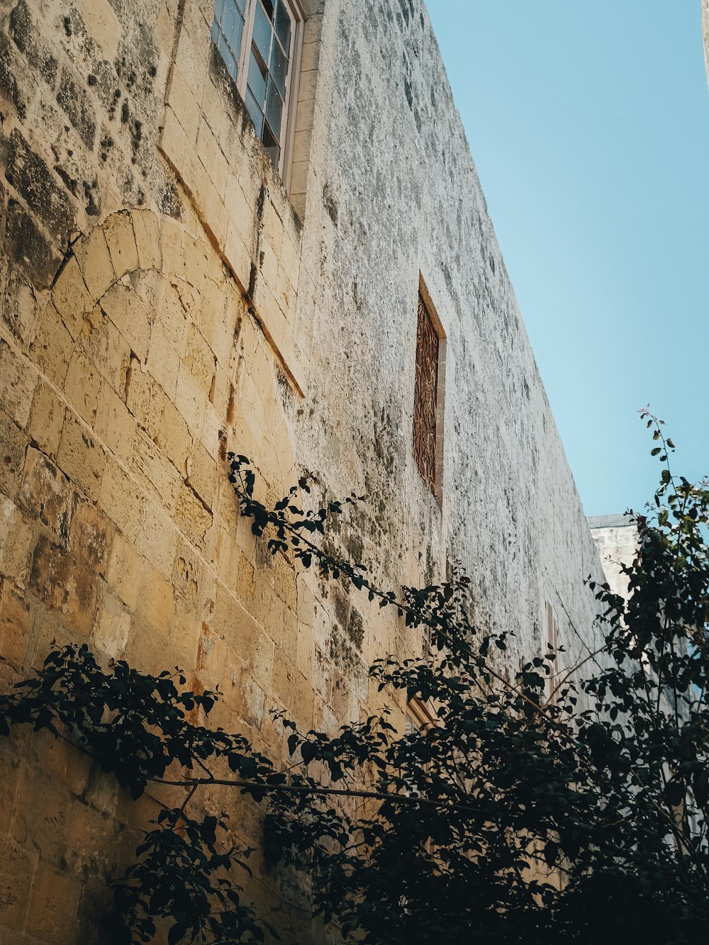 a lizard on a building