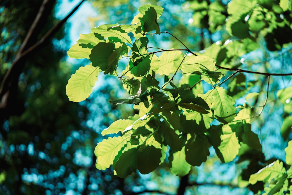 a close up of a tree branch