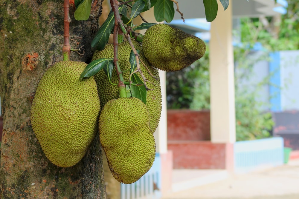 uma árvore com frutos crescendo sobre ela