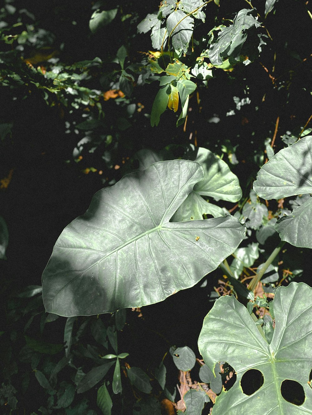 a group of leaves