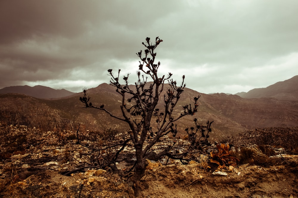 a tree in a dry landscape