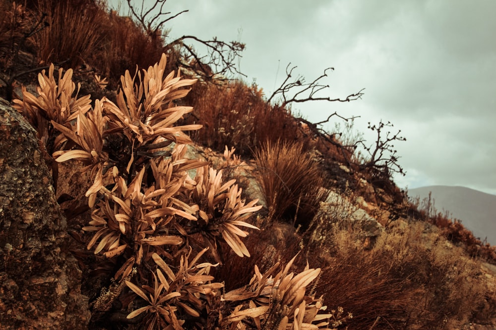 a close-up of some plants