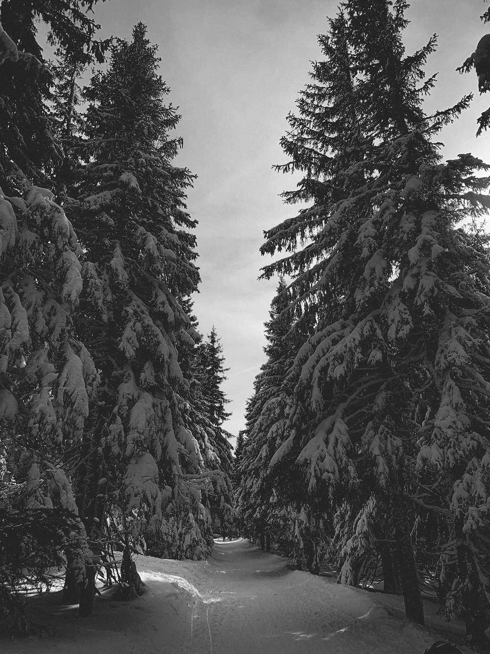 a road with snow on the side and trees on the side