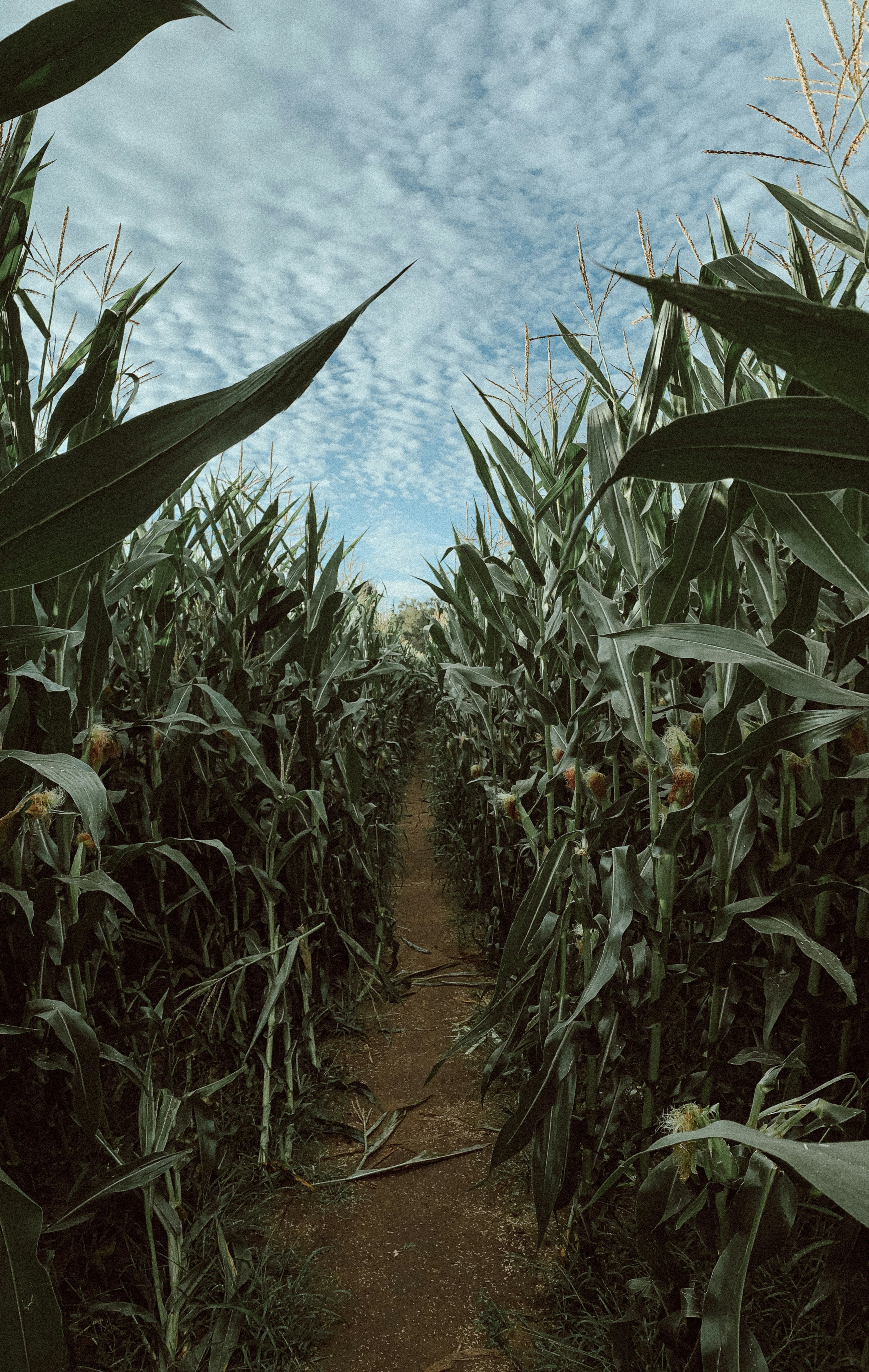 a field of corn