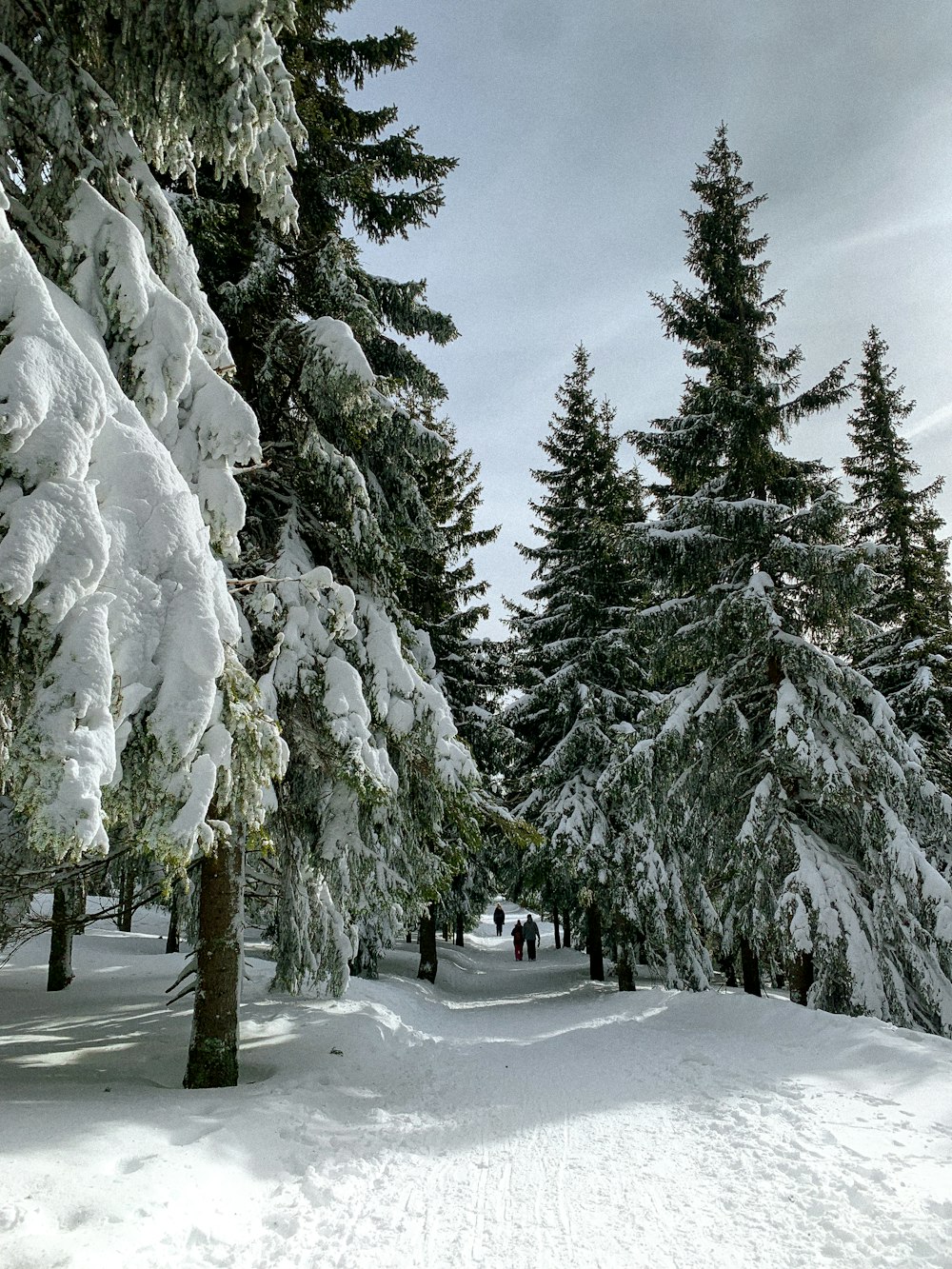 a group of people walking on a snowy path between trees