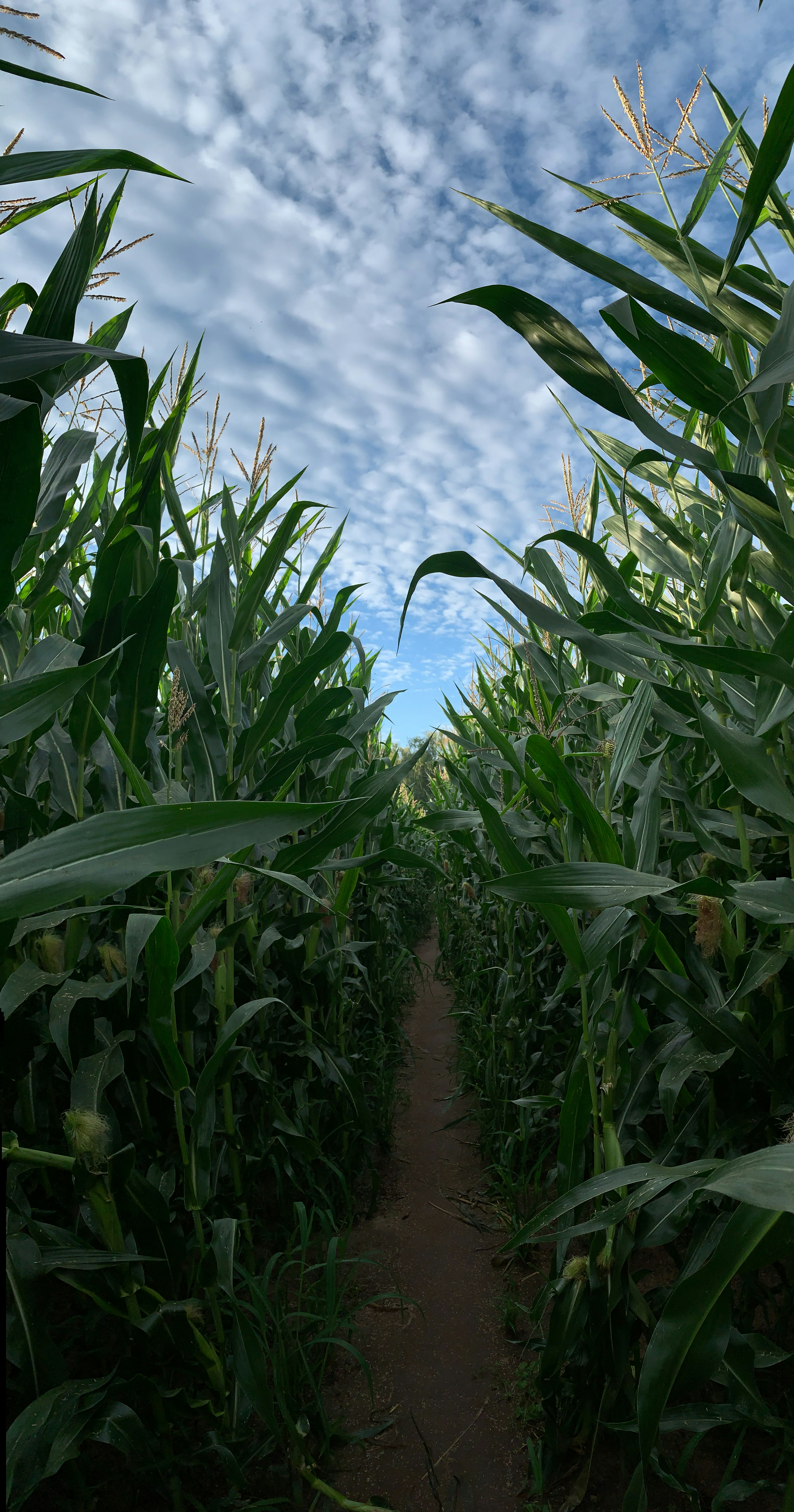 a field of corn