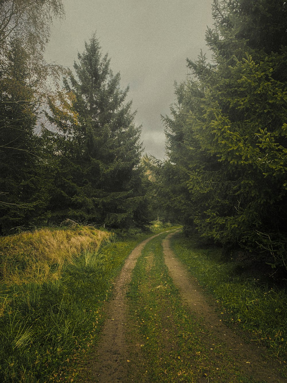 a dirt road surrounded by trees