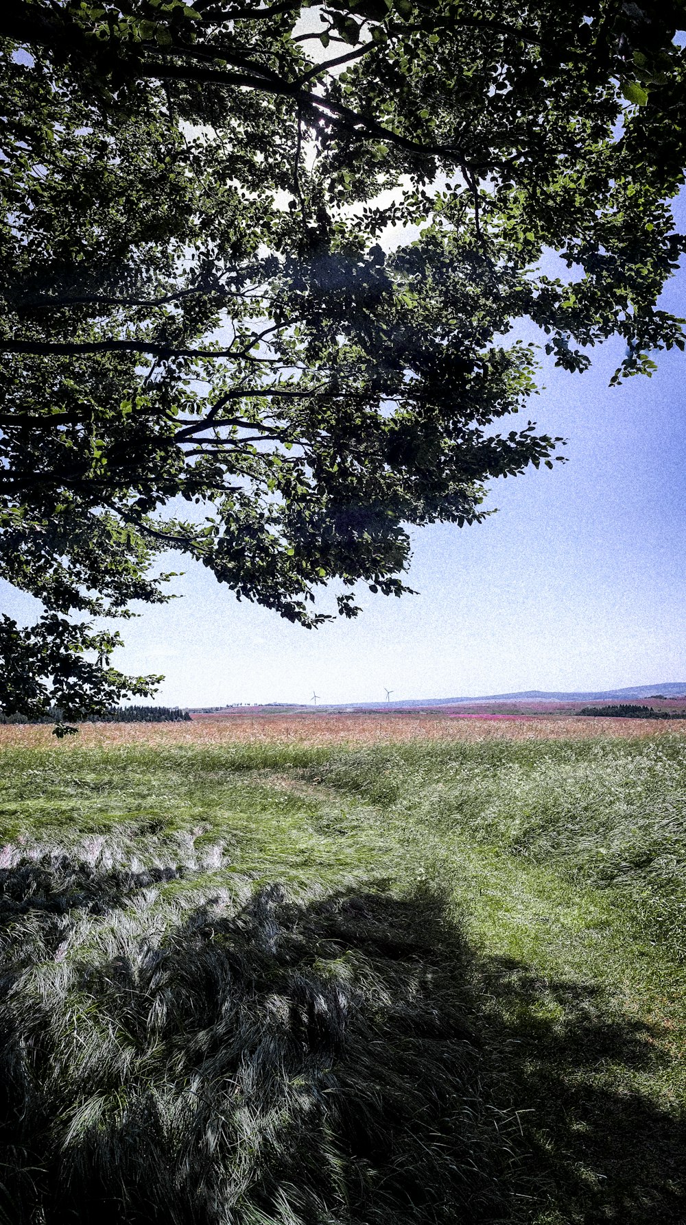 a tree in a field