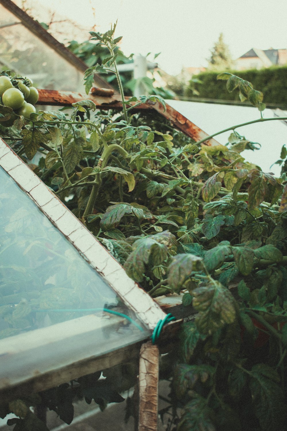 a plant is growing in a greenhouse