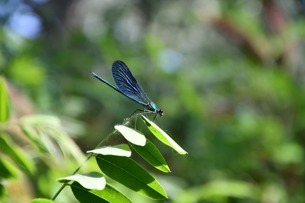 a butterfly on a leaf