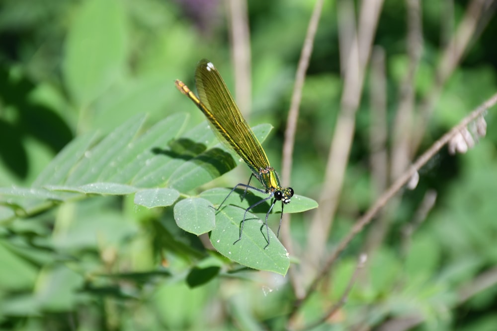 a dragonfly on a leaf