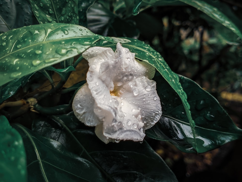 a white moth on a leaf