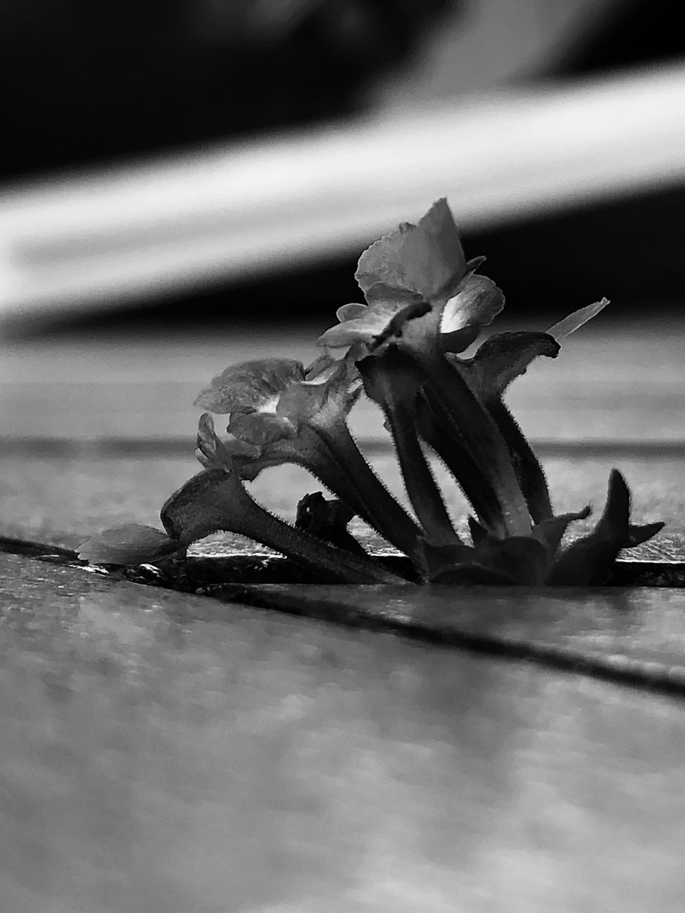 a close-up of a plant