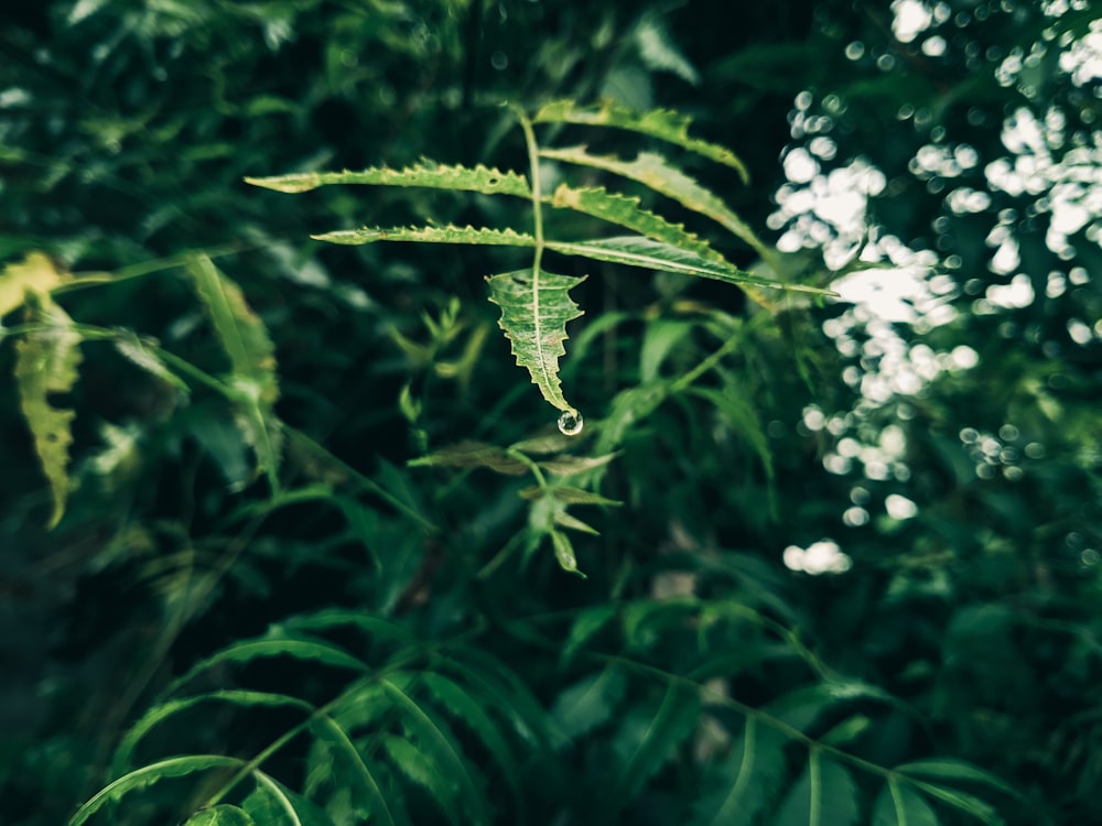 a green insect on a leaf