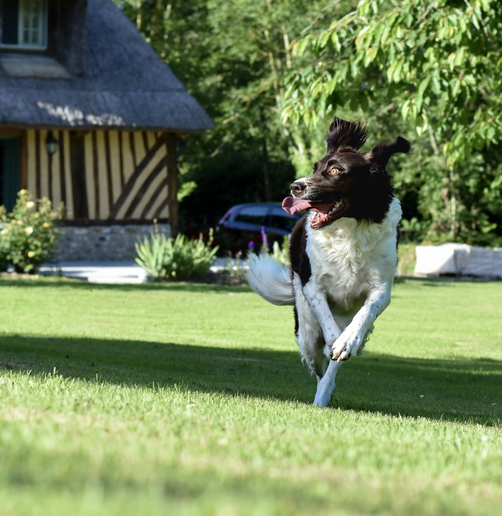 a dog jumping in the air