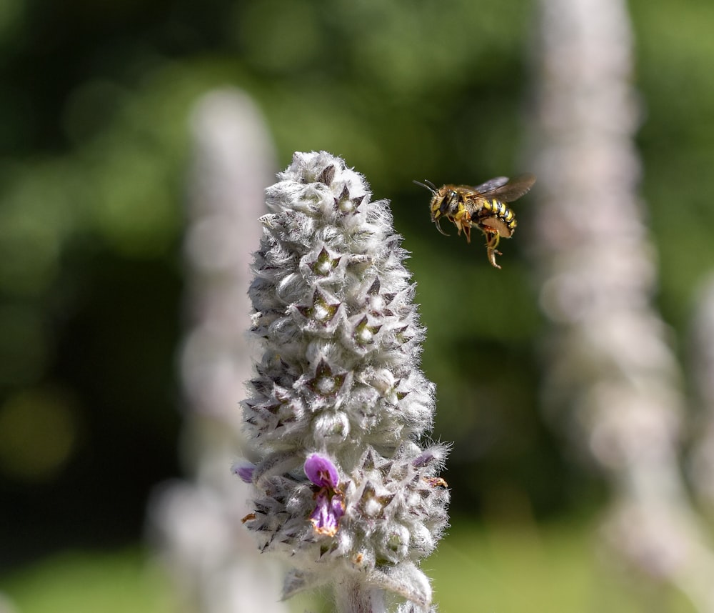 a bee on a flower