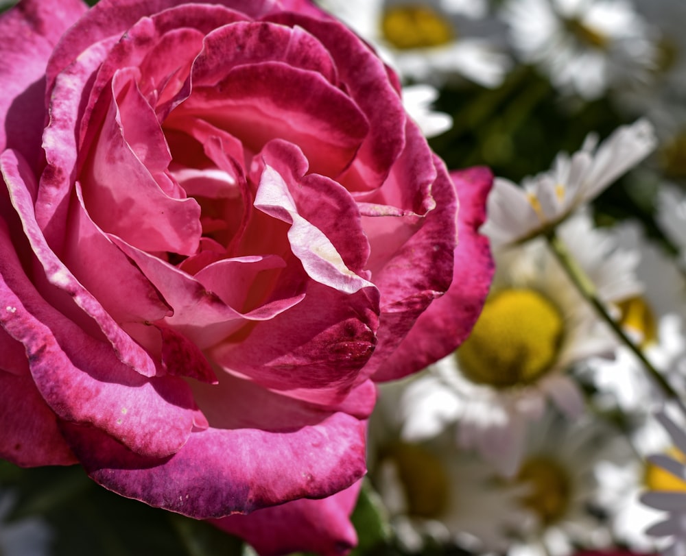 a pink rose in a vase