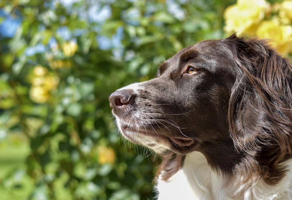 a dog looking up