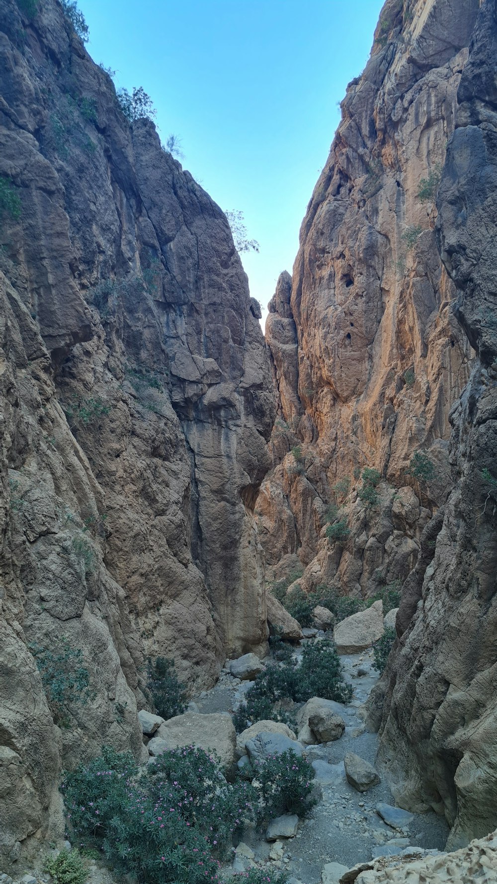 a rocky canyon with trees