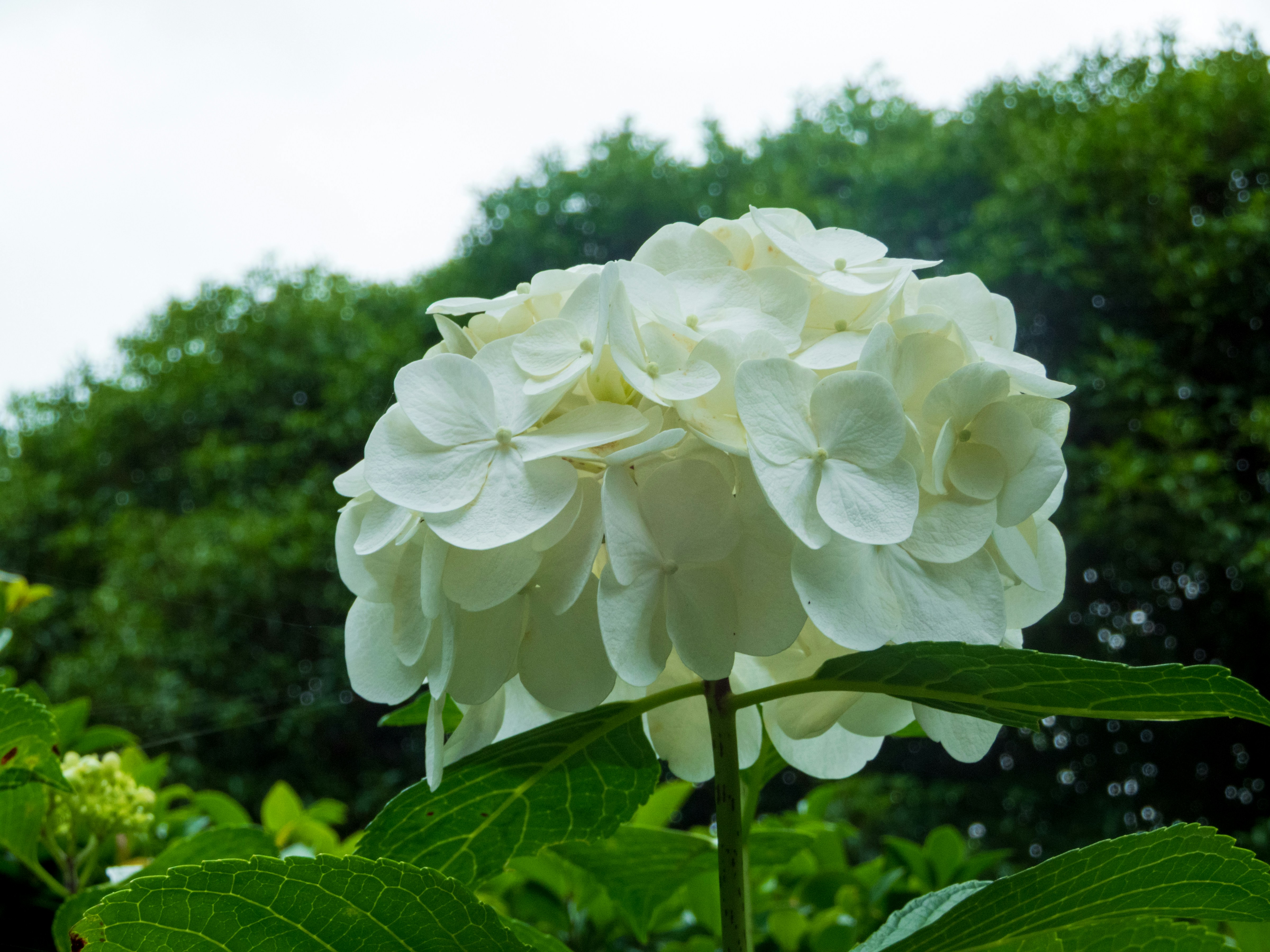 いくつかの花のクローズアップ