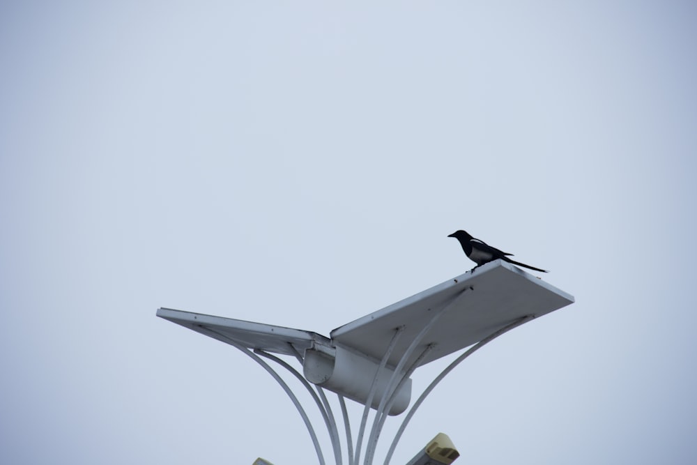 a bird sitting on a light pole