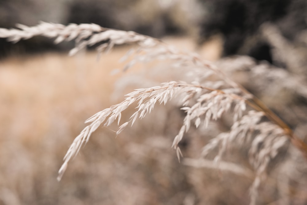 close up of a plant