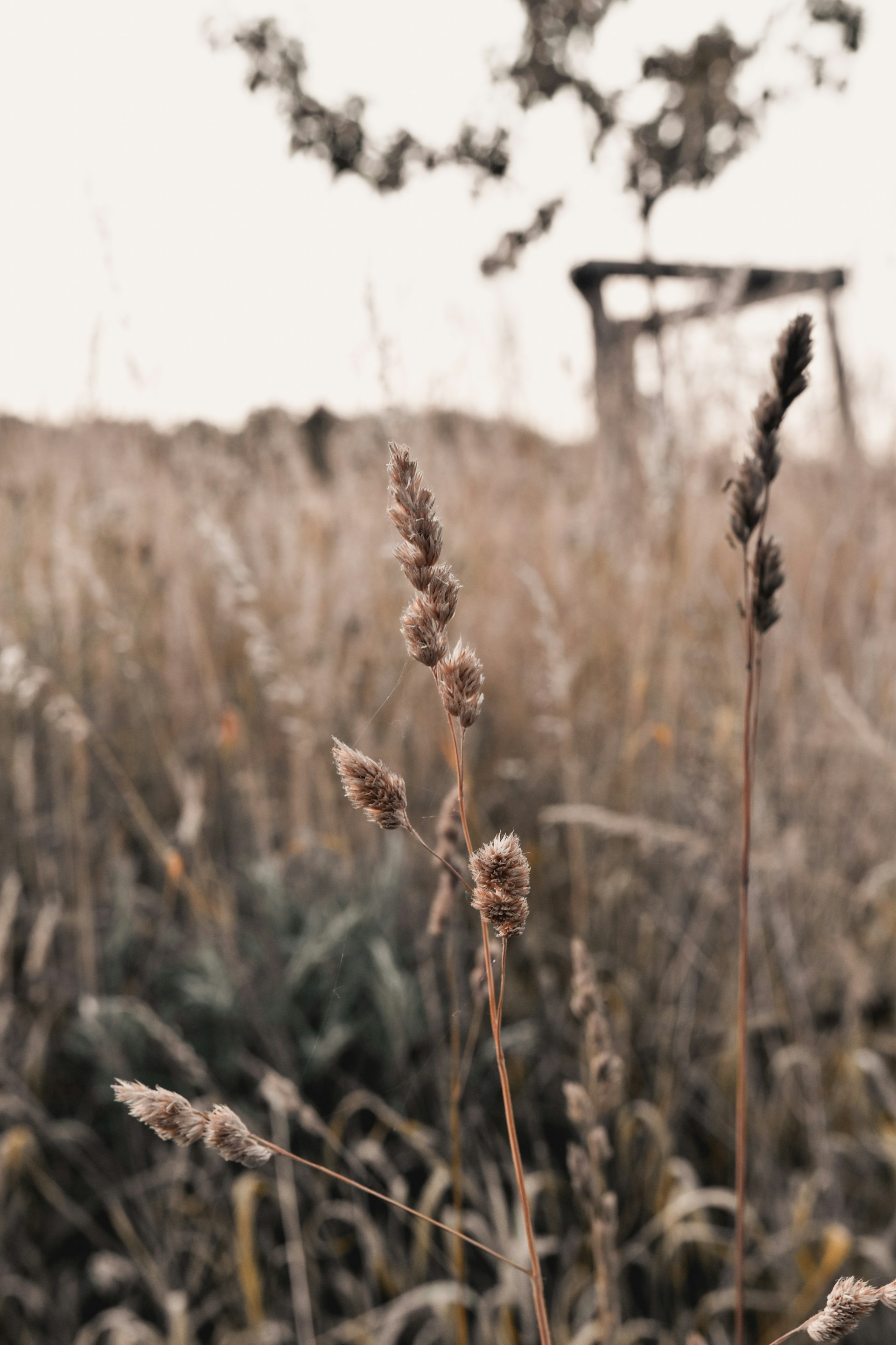 a close up of a plant