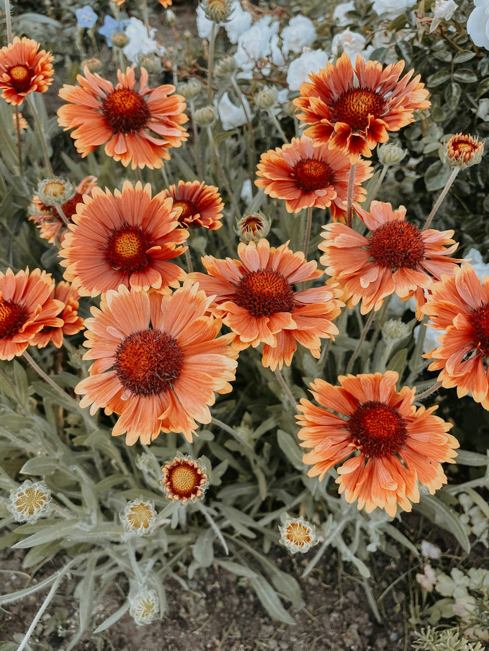 a group of orange flowers