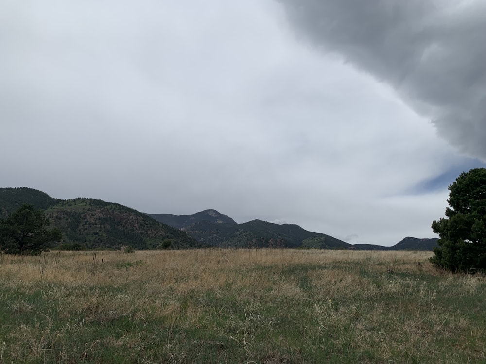 a grassy field with trees and mountains in the background