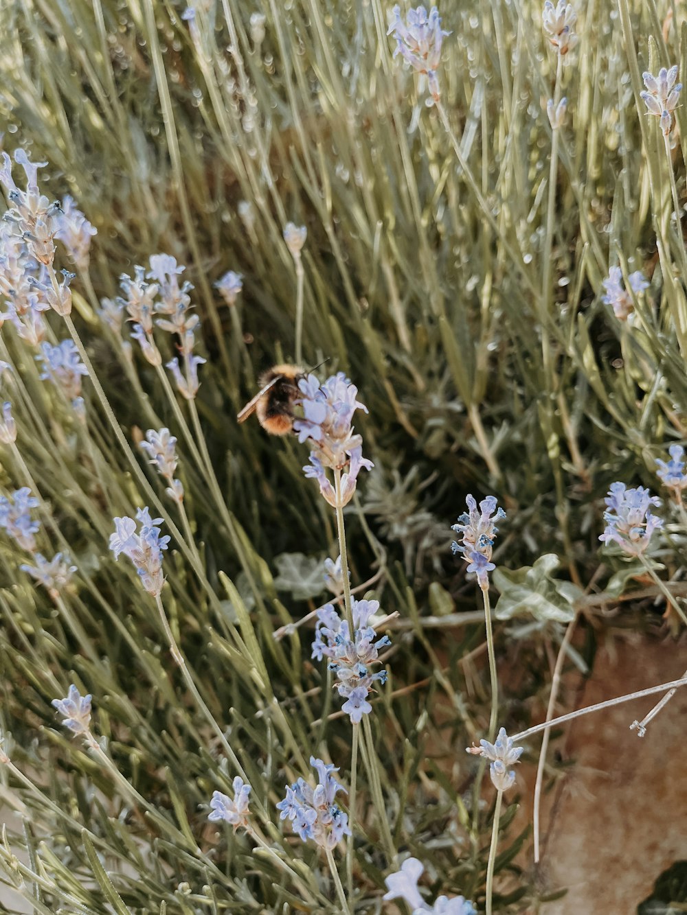 a bee sitting on top of a blue flower